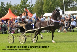5-jarigen